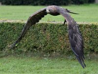 Steinadler 090